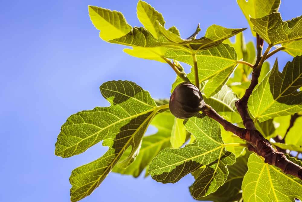 青空とイチジクの実