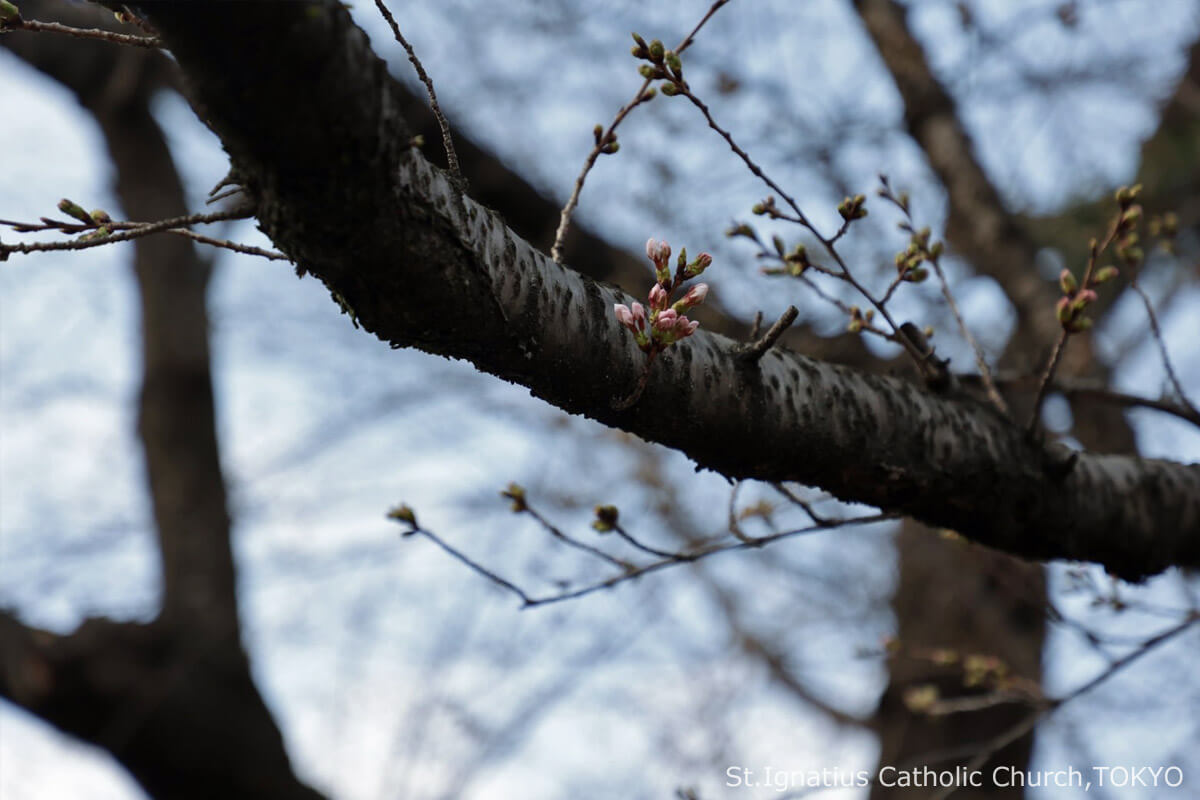 2023年3月19日 四旬節第4主日 開花したソフィア通りのソメイヨシノ カトリック麹町 聖イグナチオ教会