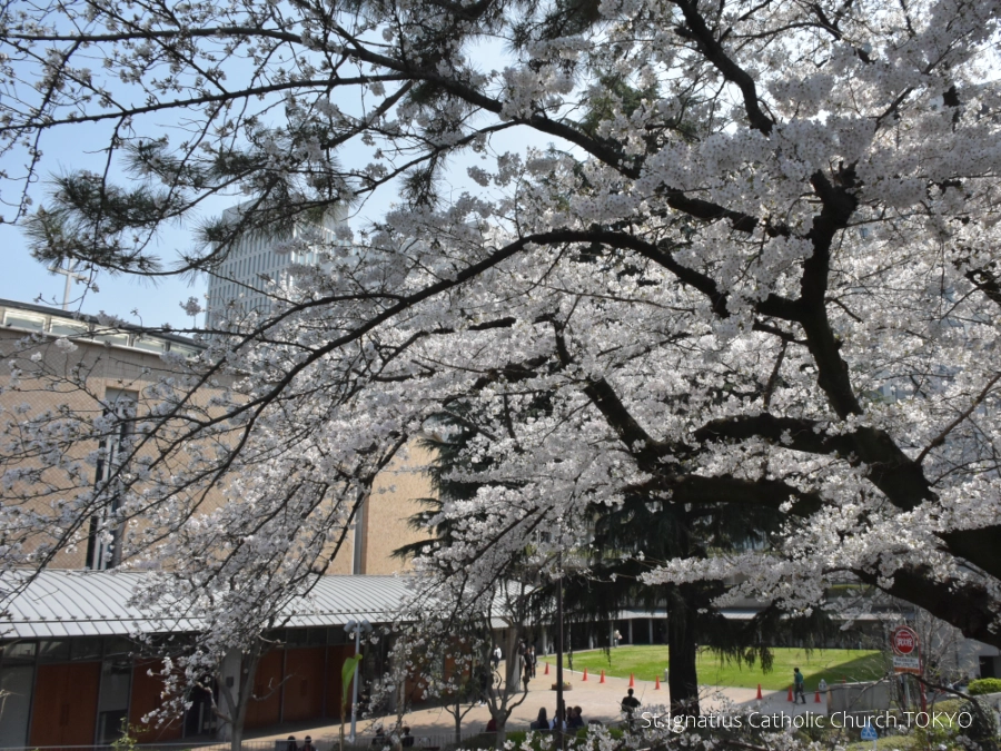 3/29(日)10:00- 受難の主日(枝の主日) 満開の桜と教会。桜の奥に主聖堂